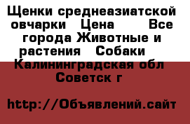 Щенки среднеазиатской овчарки › Цена ­ 1 - Все города Животные и растения » Собаки   . Калининградская обл.,Советск г.